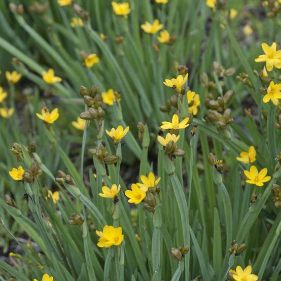 Sisyrinchium californicum - Image 1