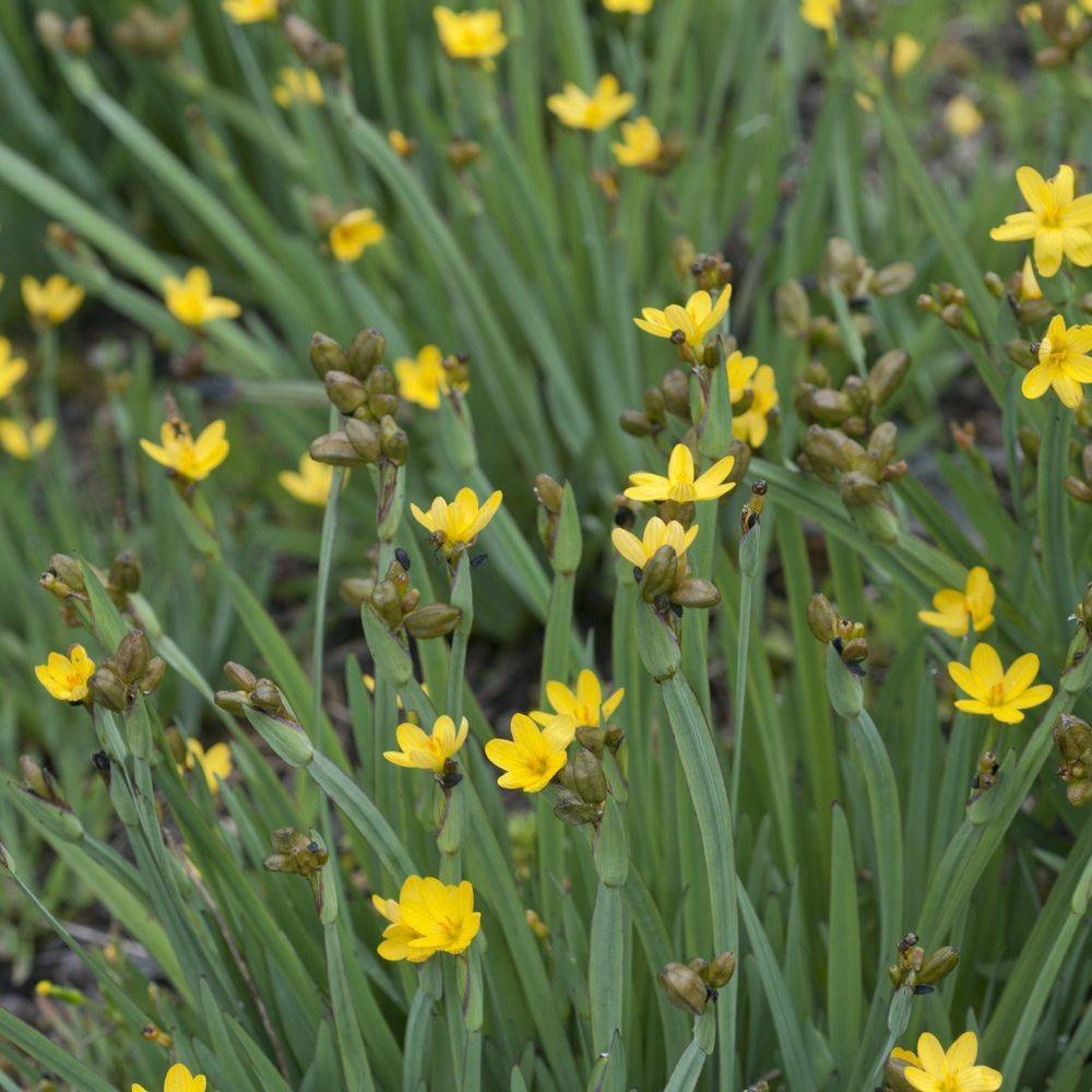 Sisyrinchium californicum