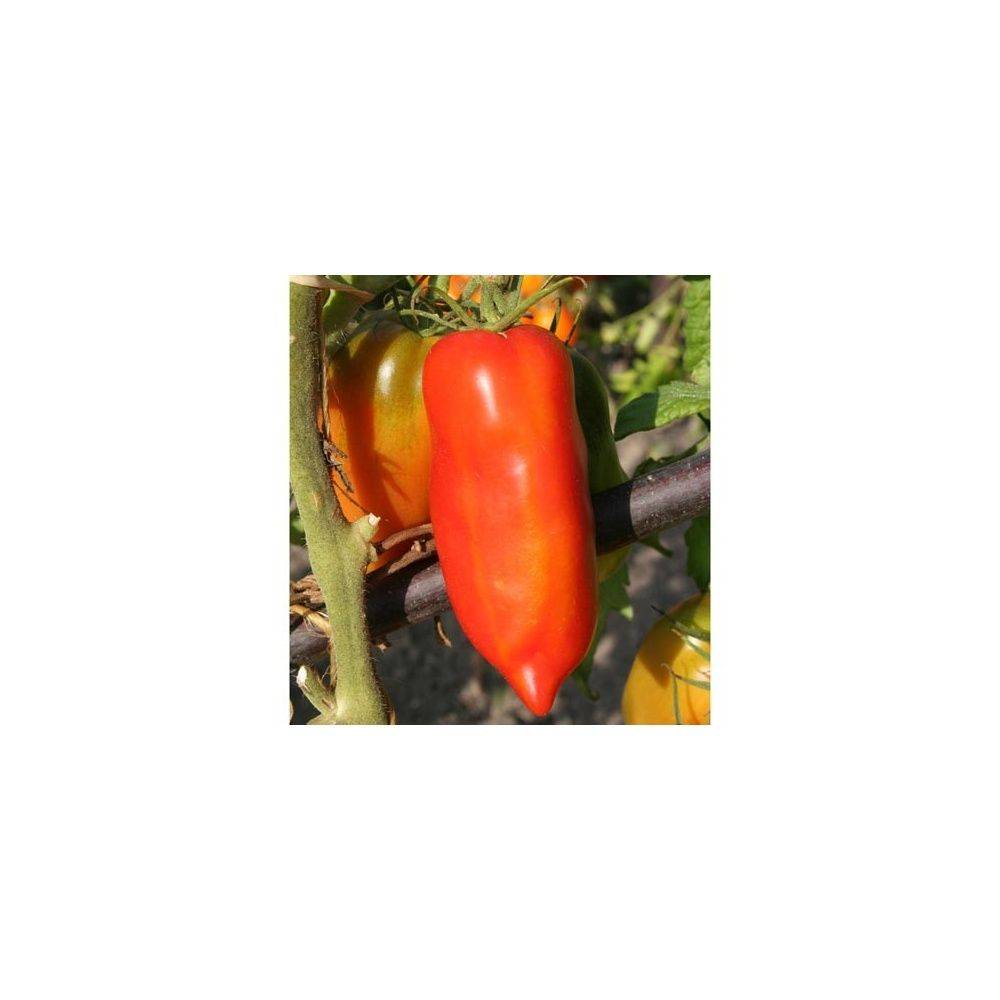 Tomate ancienne 'Andine Cornue' - Image 3