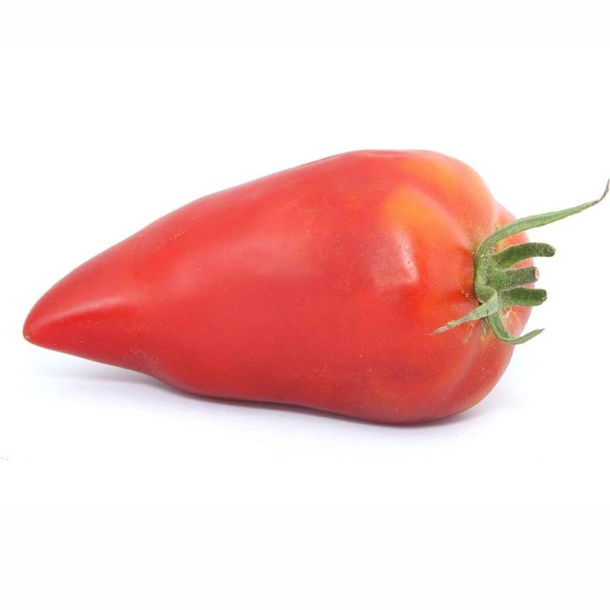 Tomate ancienne 'Andine Cornue' - Image 4