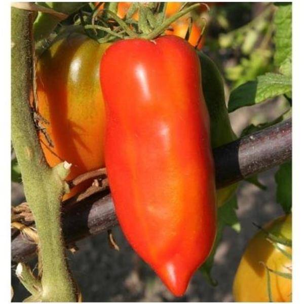 Tomate ancienne 'Andine Cornue' - Image 5
