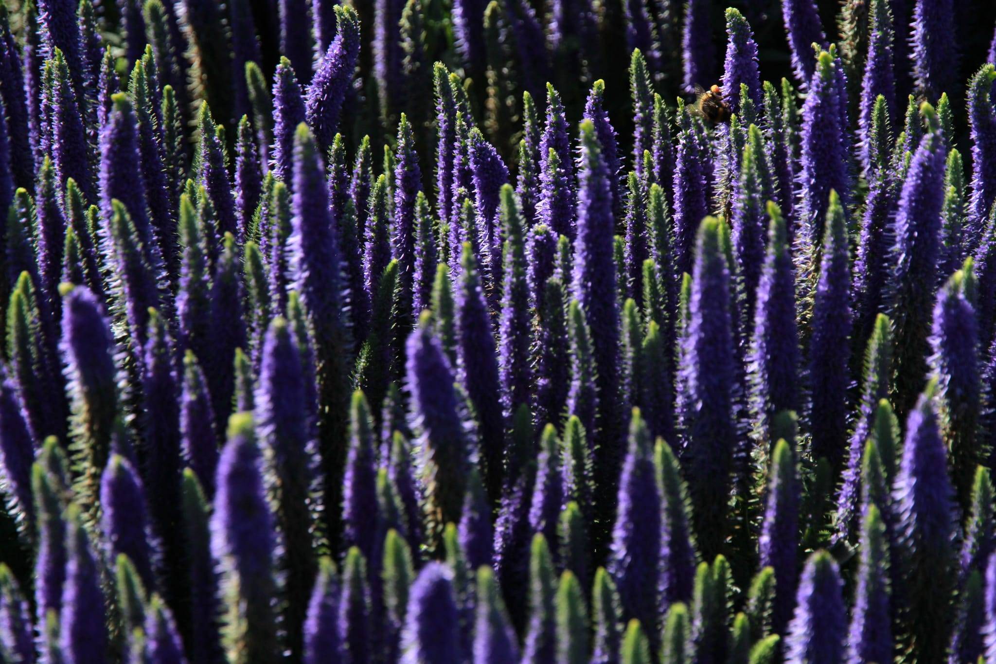 Veronica spicata 'Nana' - Véronique