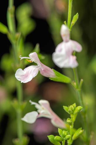 Salvia jamensis 'Violette de Loire' - Sauge arbustive