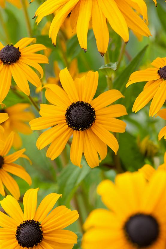 Rudbeckia fulgida 'Goldsturm'