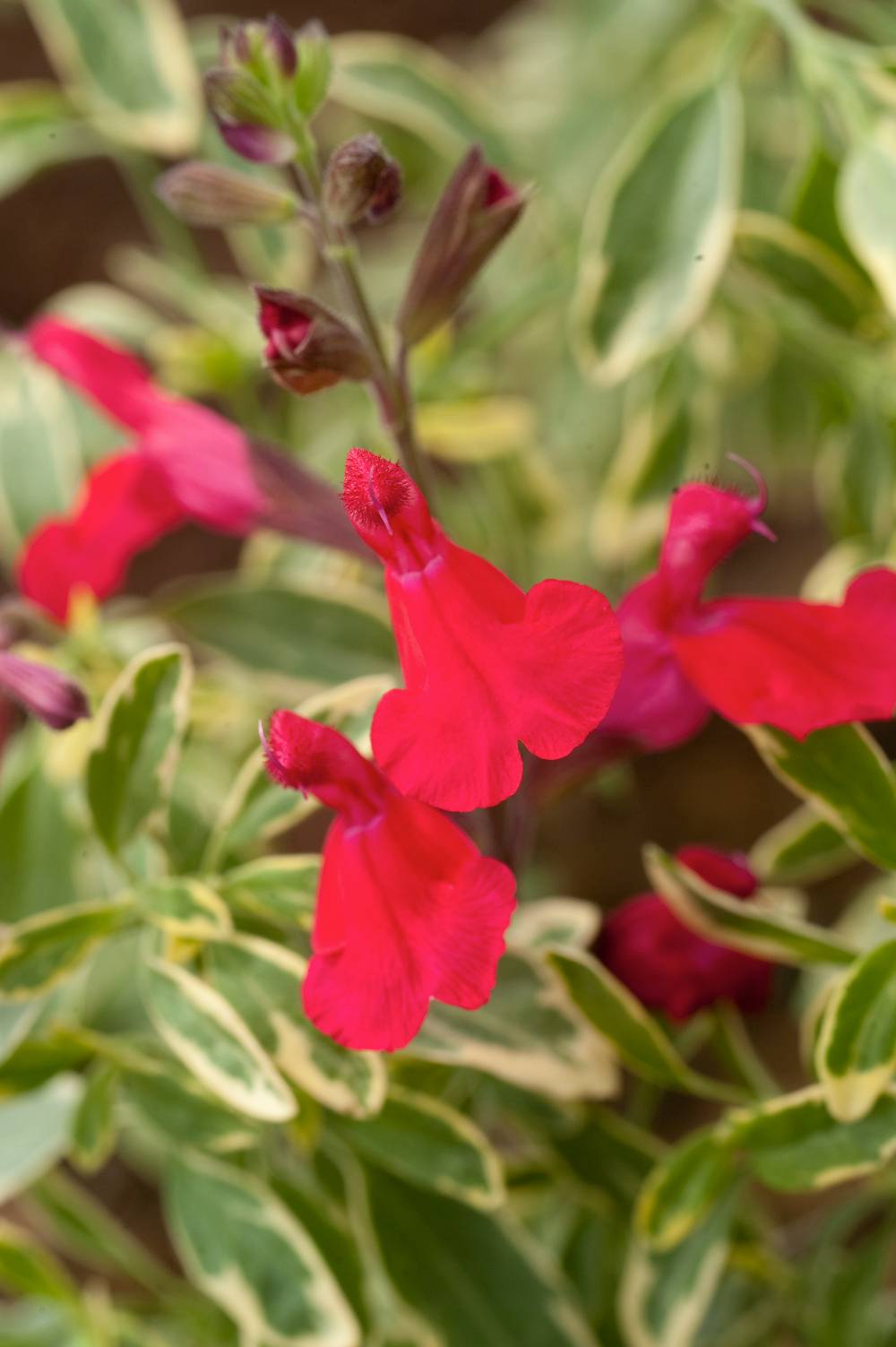 Salvia microphylla 'Desert Blaze' - Sauge arbustive