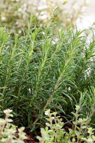 Rosmarinus officinalis - Romarin officinale