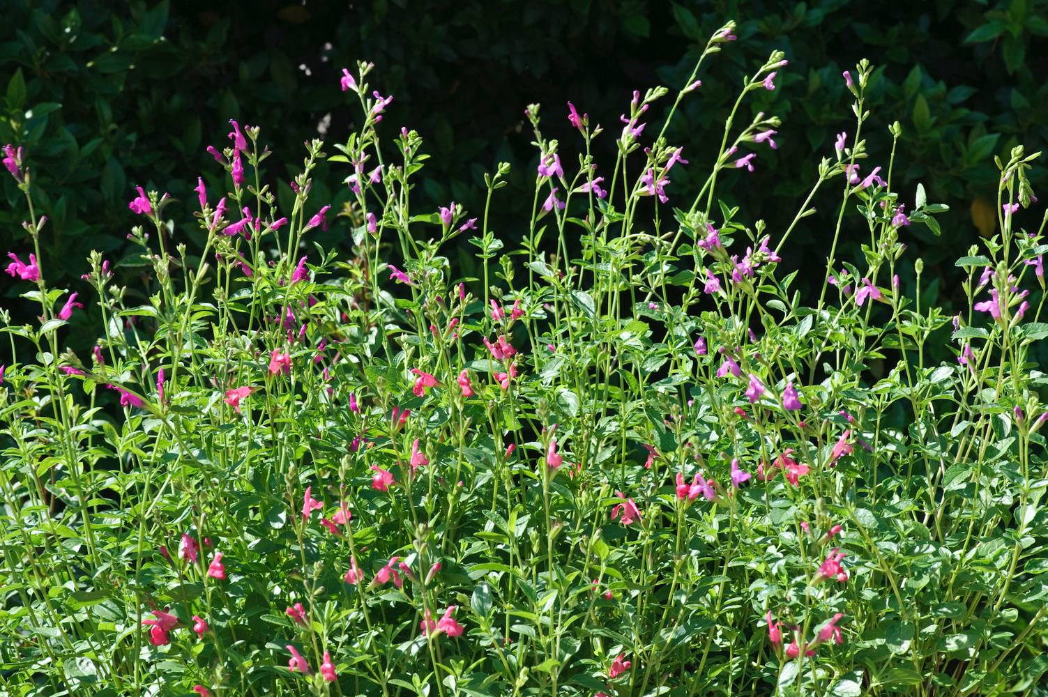 Salvia microphylla assorti - Sauge arbustive