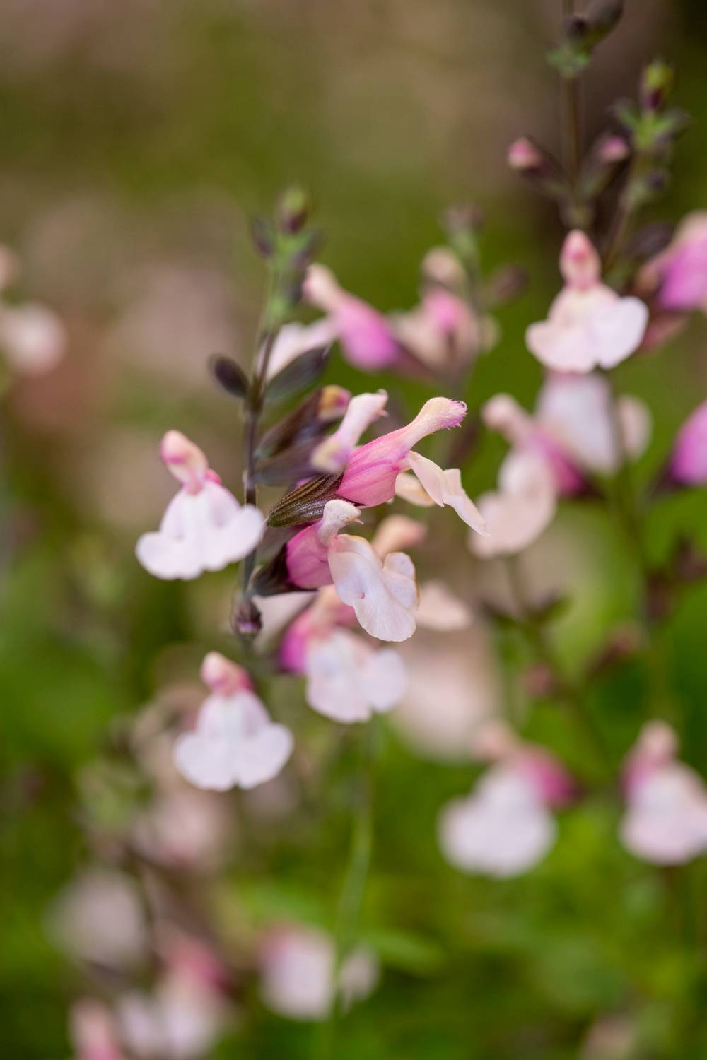 Salvia microphylla 'Lily Rose' - Sauge arbustive