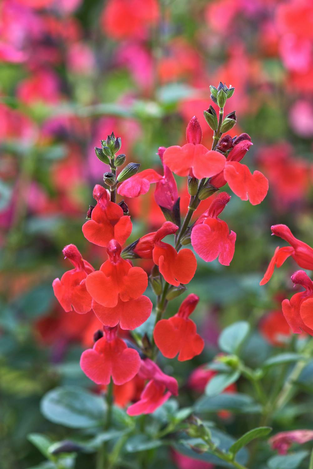 Salvia microphylla 'Royal Bumble' - Sauge arbustive