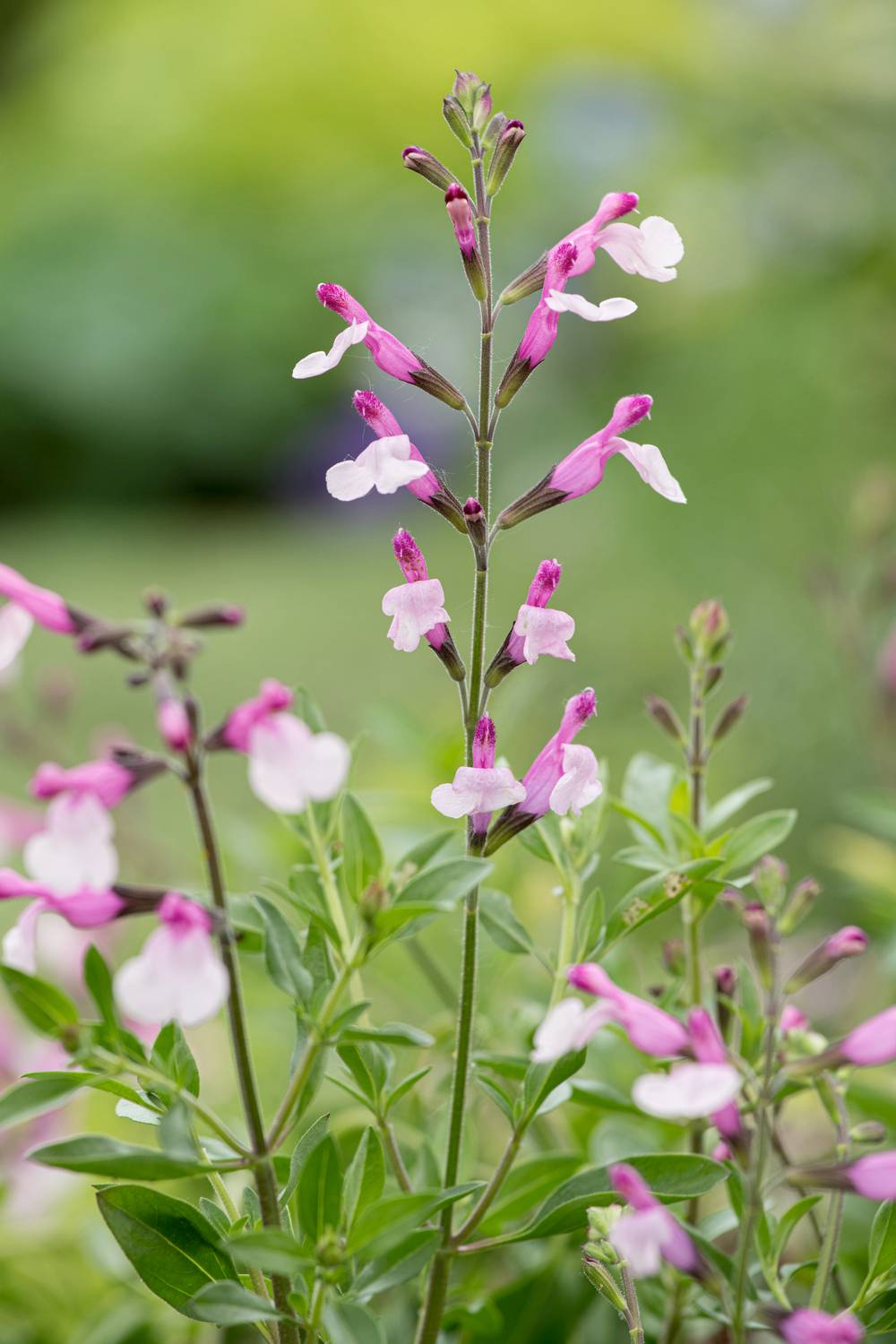 Salvia greggii 'Joy' - Sauge arbustive