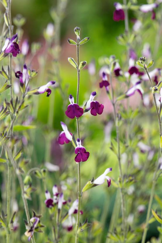 Salvia greggii 'Amethyst Lips' - Sauge arbustive