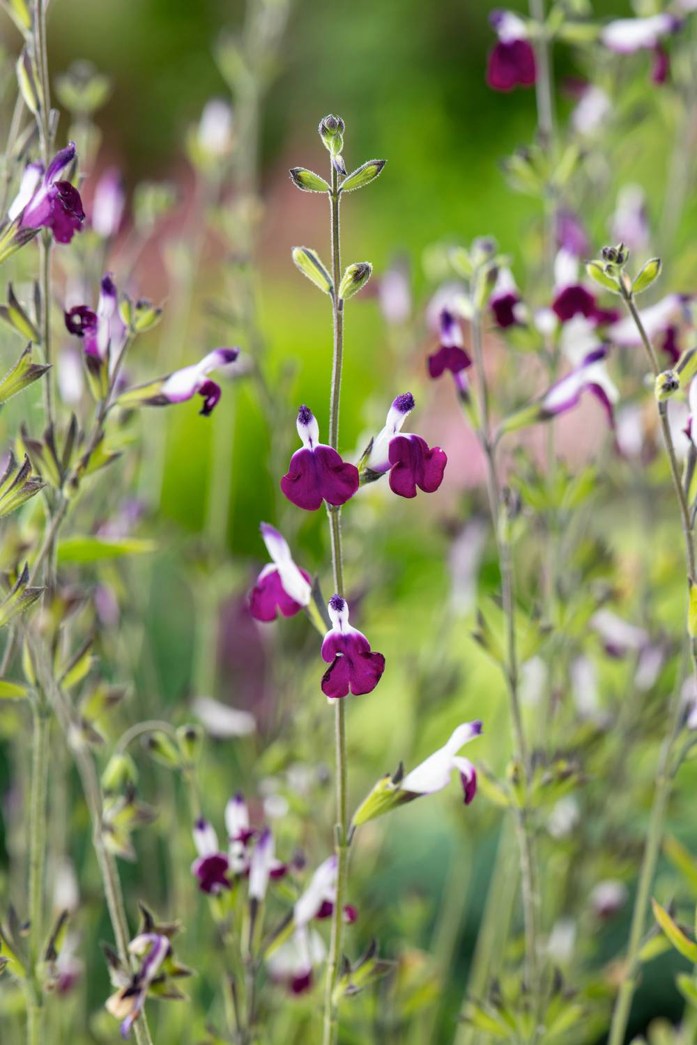 Salvia greggii 'Amethyst Lips' - Sauge arbustive
