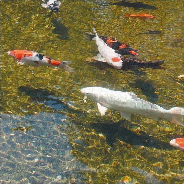 Ubbink - Filtre gravitaire pour bassin de jardin FiltraPure 7000 PlusSet - Ubbink - Image 7