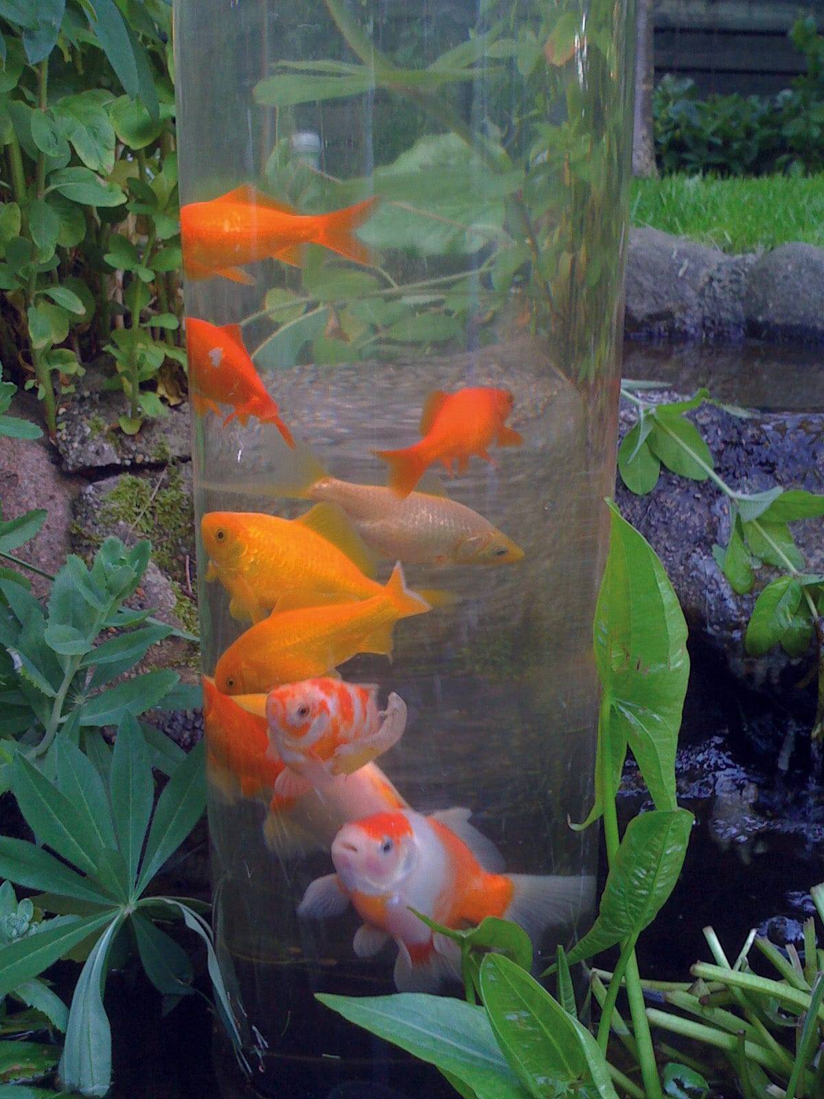 Ubbink - Tour à poisson Acrylique Transparent Ø 20 cm H 120 cm - UBBINK - Image 4