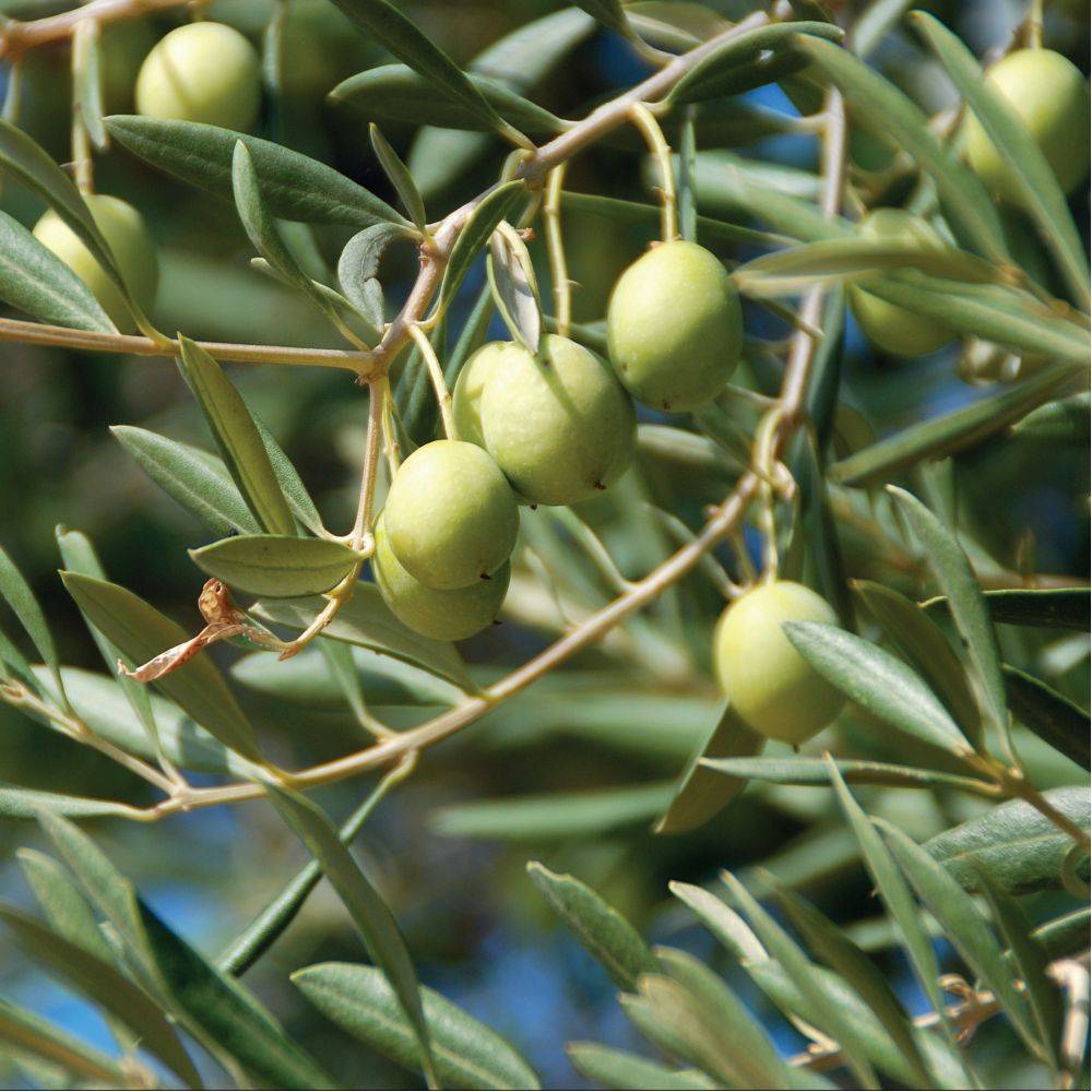 Biotop - Argile blanche contre la mouche cerise et olive boîte de 2 kg - BIOTOP - Image 2