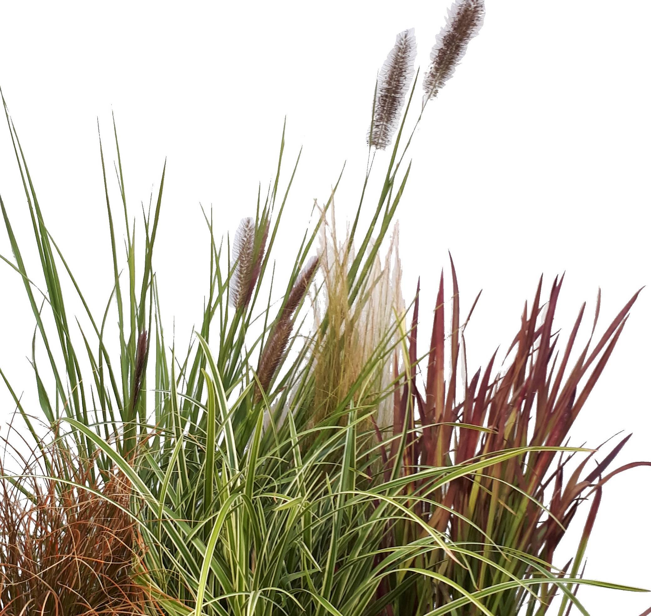 Pennisetum alopecuroides 'Little Bunny' - Graminée Herbe aux écouvillons - Image 16