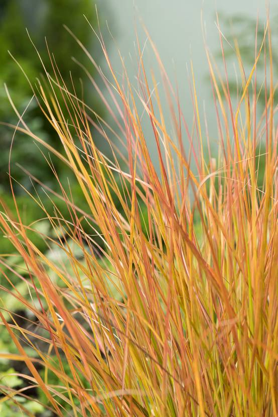 STIPA arundinacea 'Sirocco' en pot de 4 litres