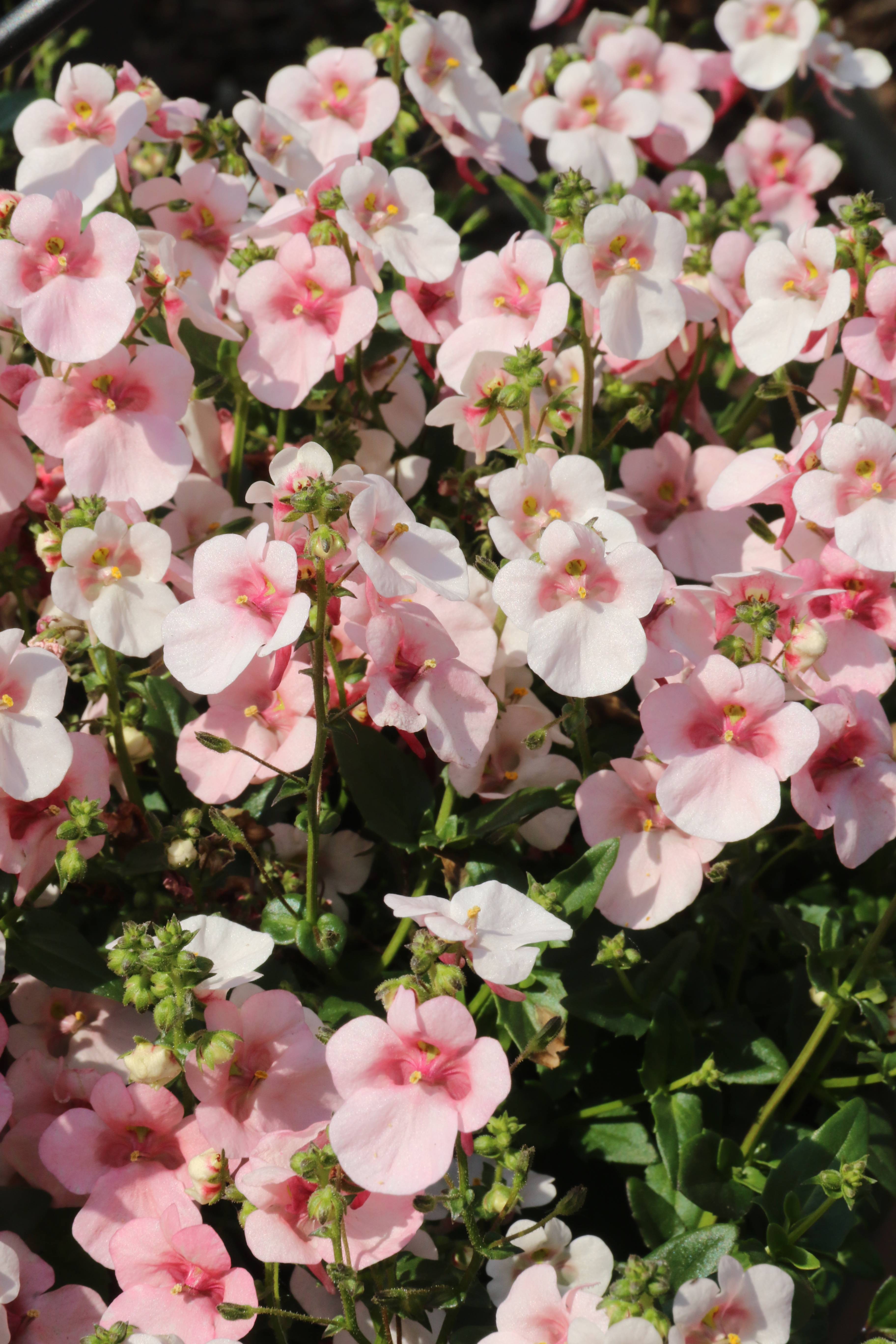 Diascia assorti - Image 3