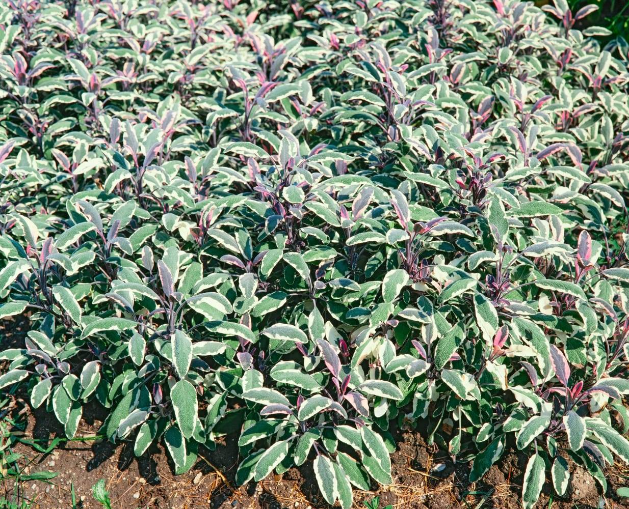 Sauge officinale tricolore