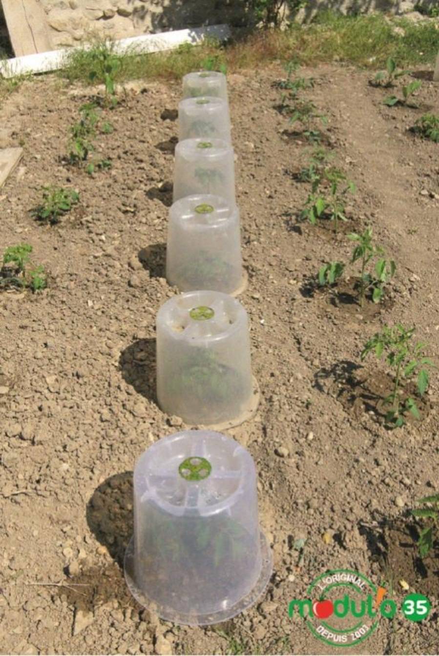 Modul'o - Lot de 3 cloches potagères avec 6 piquets Ø35 x H. 30 cm- Modul'o - Image 2