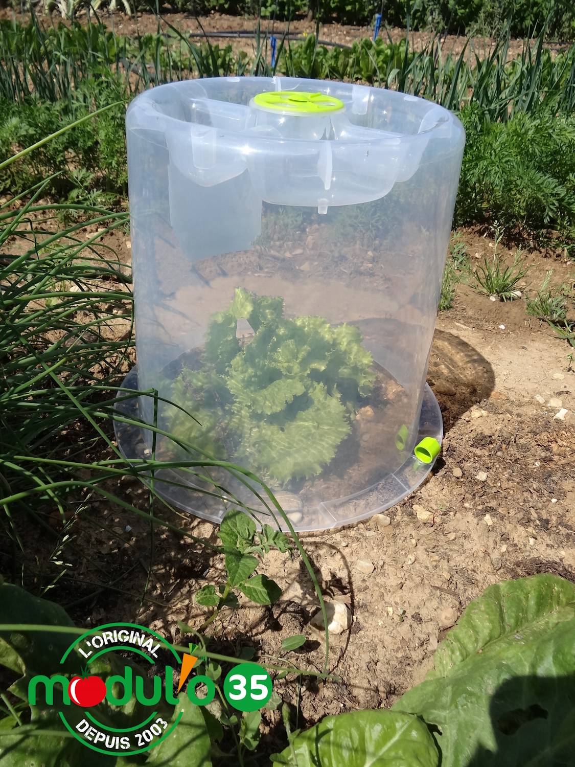 Modul'o - Lot de 3 cloches potagères avec 6 piquets Ø35 x H. 30 cm- Modul'o - Image 3
