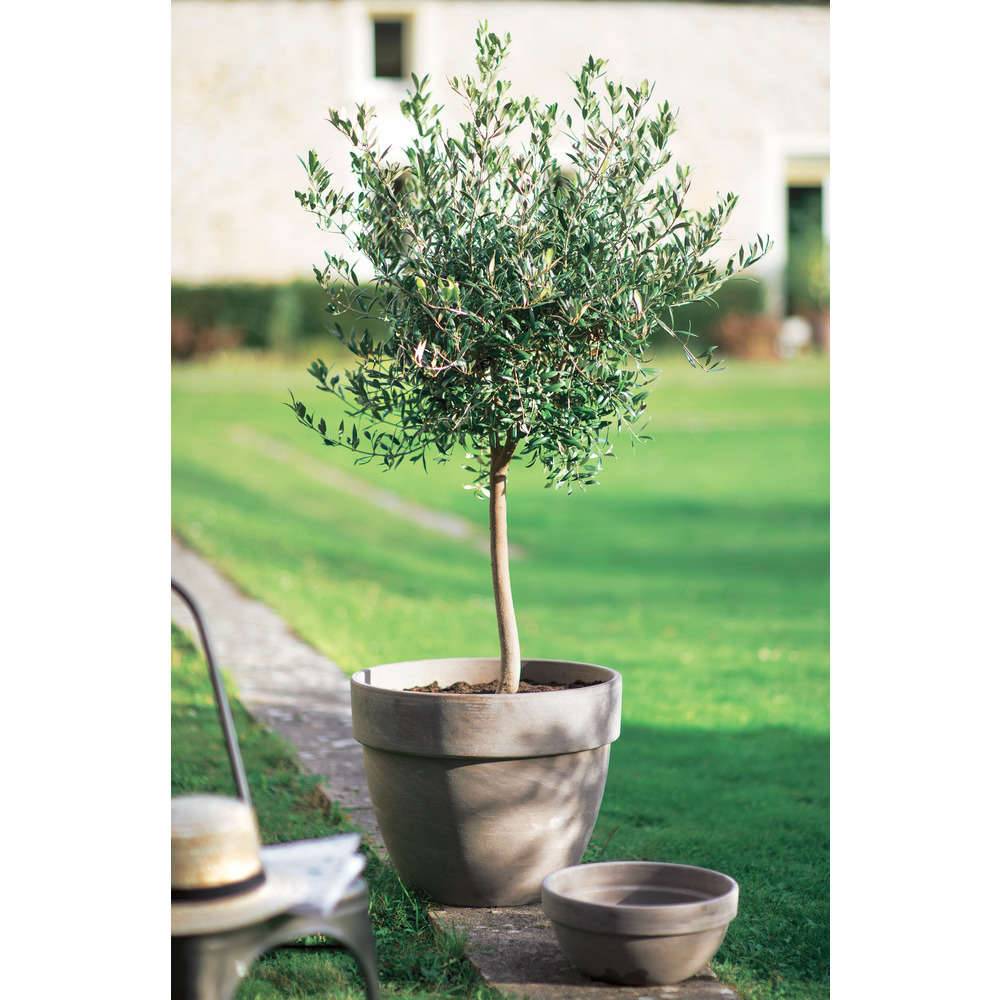 Ecloz - Coupe de Jardin Terre Cuite Basalt Ø 26 cm H 12,5 cm - ECLOZ - Image 1