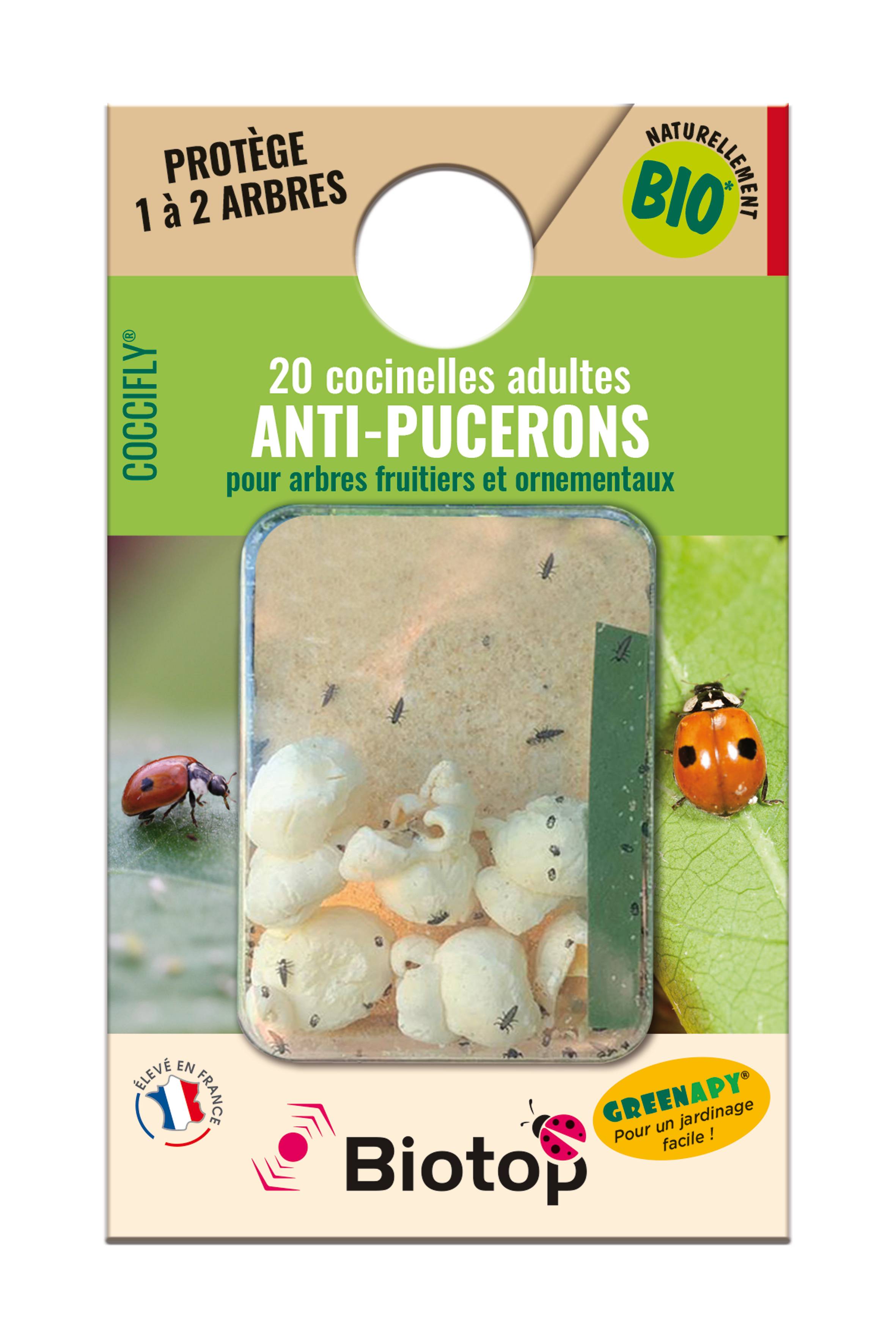 Greenapy - Coccinelles adultes Coccifly anti pucerons 20 adultes Vivapack - Greenapy - Image 2
