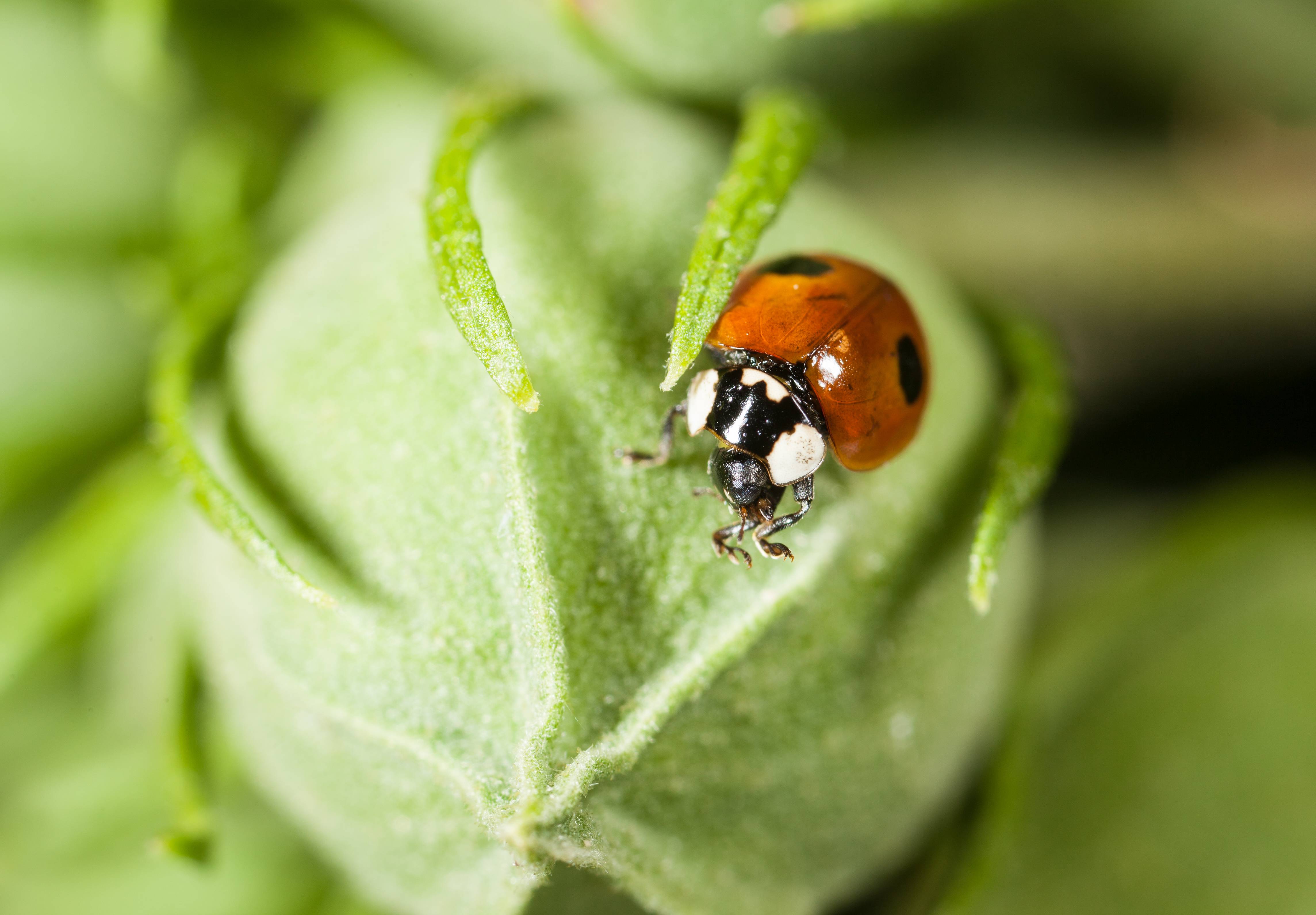 Greenapy - Coccinelles adultes Coccifly anti pucerons 20 adultes Vivapack - Greenapy - Image 3
