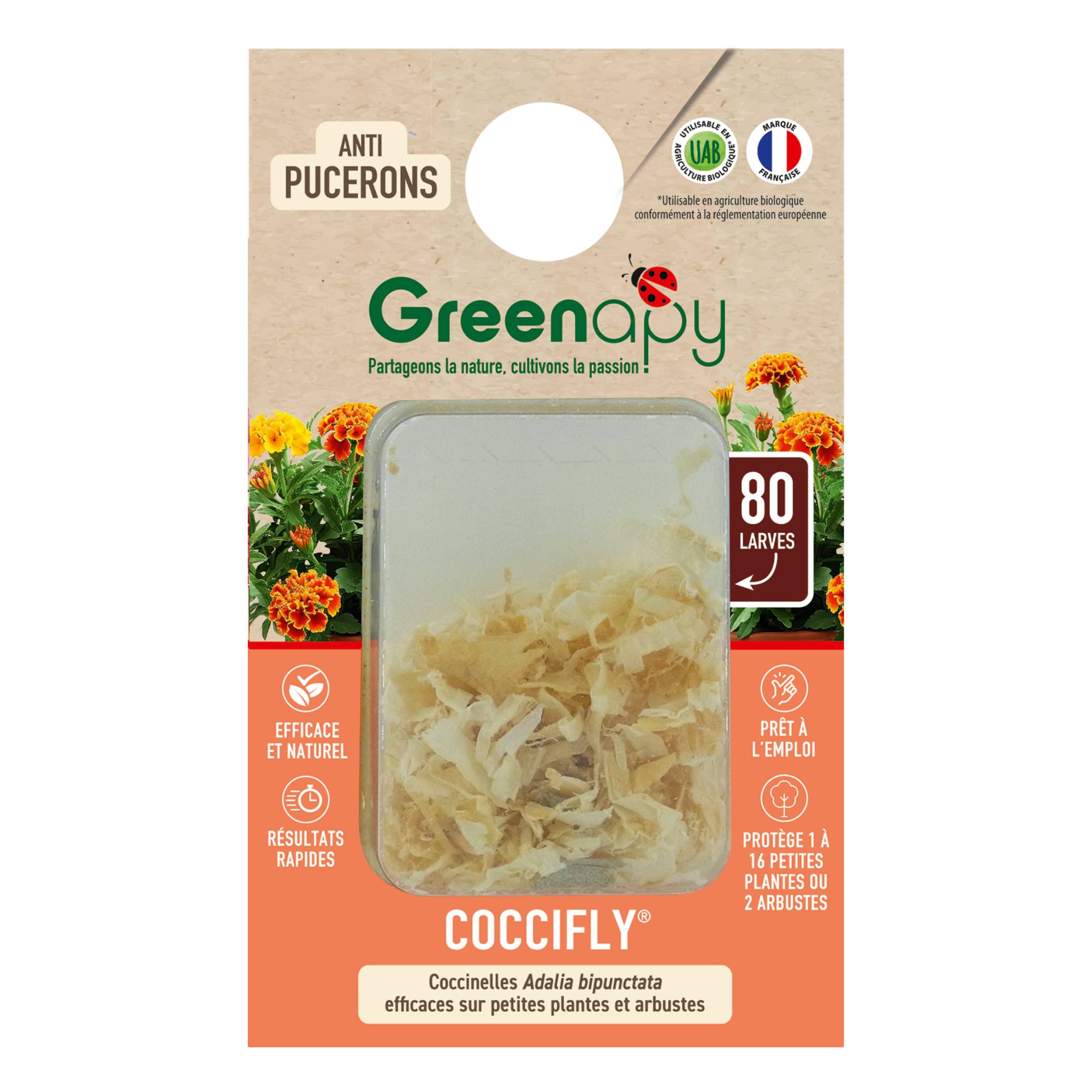 Greenapy - Coccinelles 80 larves Coccifly anti pucerons Vivapack - Greenapy - Image 4
