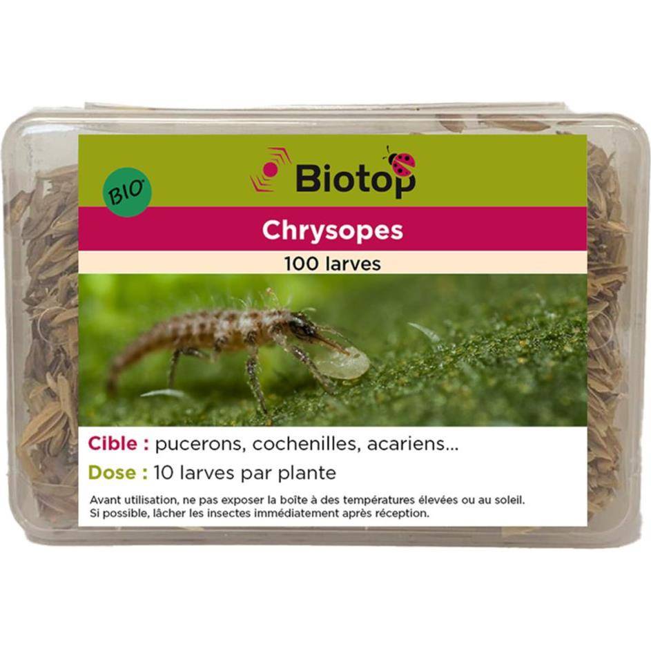 Greenapy - Chrysopes 100 larves anti-pucerons et autres Vivapack - Greenapy - Image 2