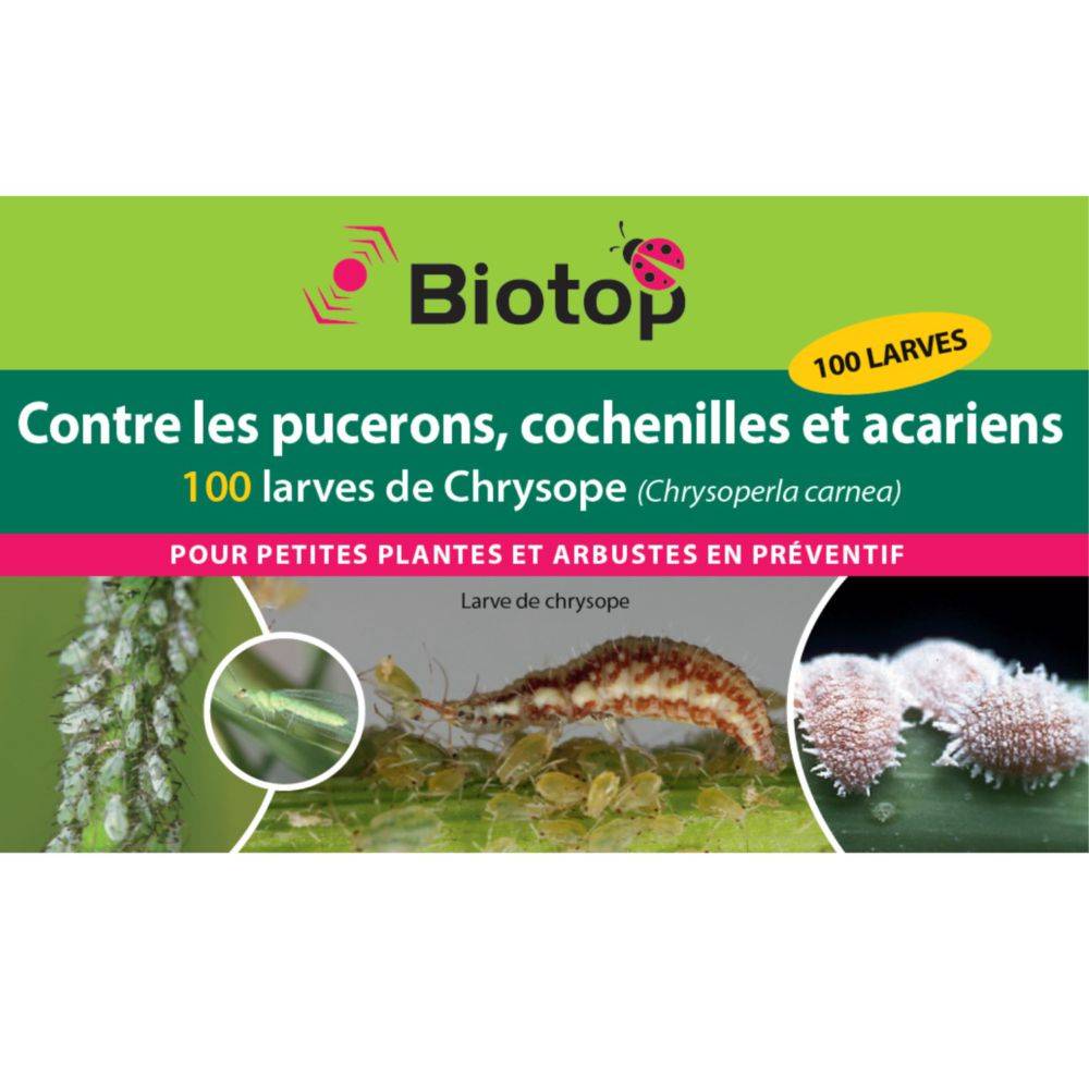 Greenapy - Chrysopes 100 larves anti-pucerons et autres Vivapack - Greenapy - Image 4