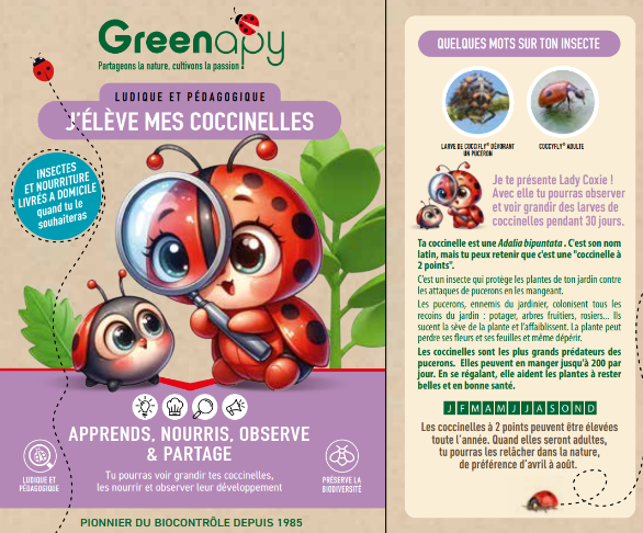 Greenapy - Kit pédagogique d'élevage de coccinelles avec BDC - Greenapy