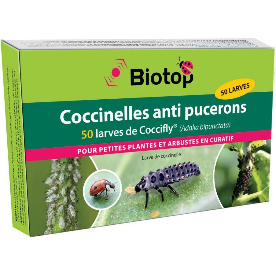 Greenapy - Coccinelles 50 larves Coccifly anti pucerons Vivapack - Greenapy - Image 2