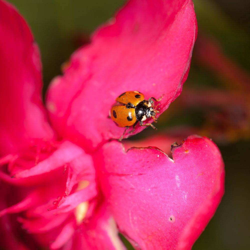 Greenapy - Coccinelles 50 larves Coccifly anti pucerons Vivapack - Greenapy - Image 4