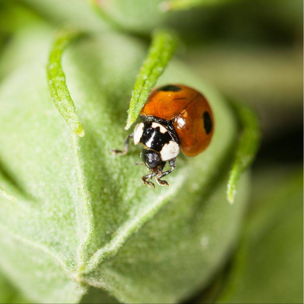 Greenapy - Coccinelles 50 larves Coccifly anti pucerons Vivapack - Greenapy - Image 5