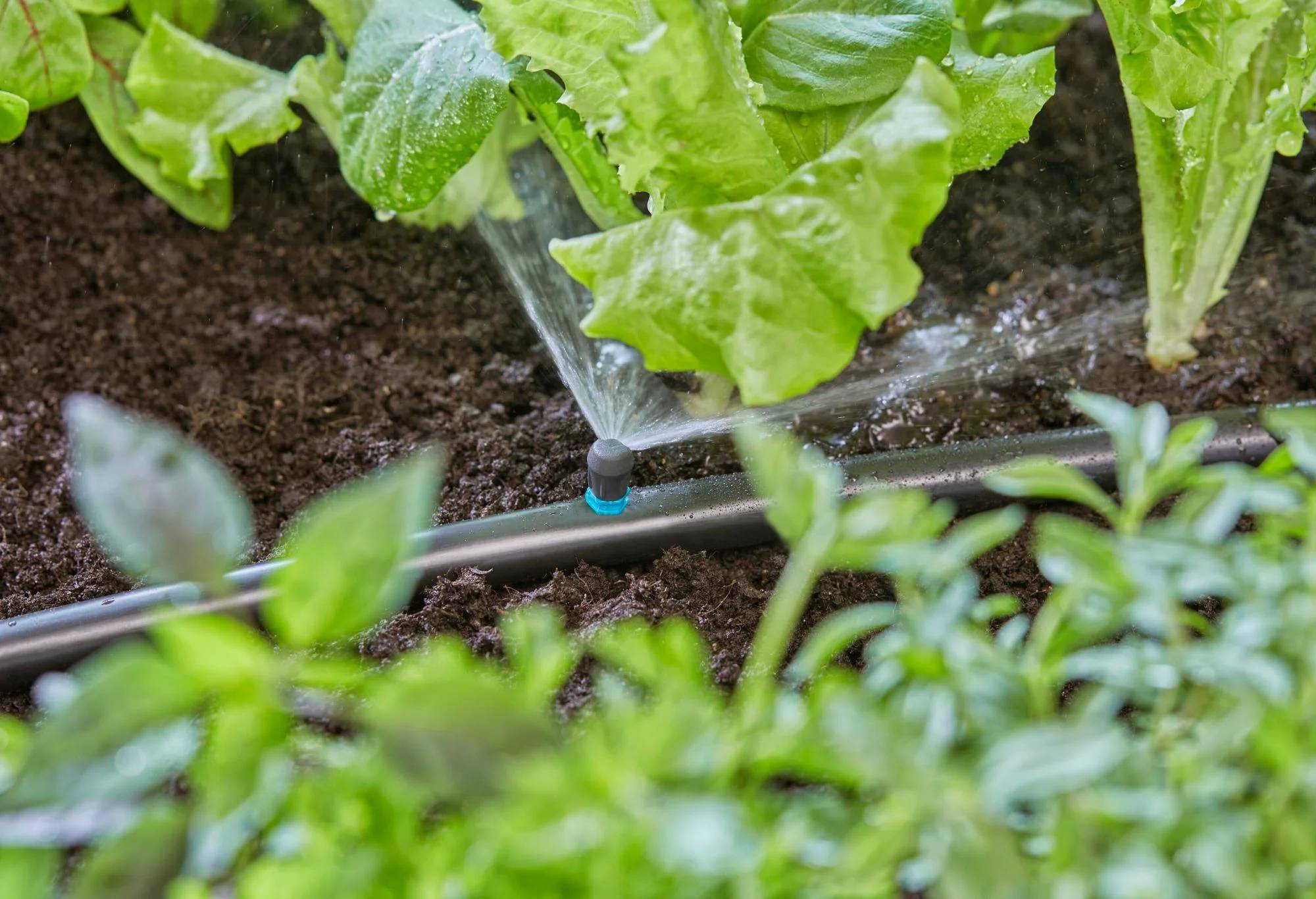 Gardena - Micro-asperseur 90° pour tuyau  Ø 13 mm boîte de 5 pièces - Gardena - Image 5