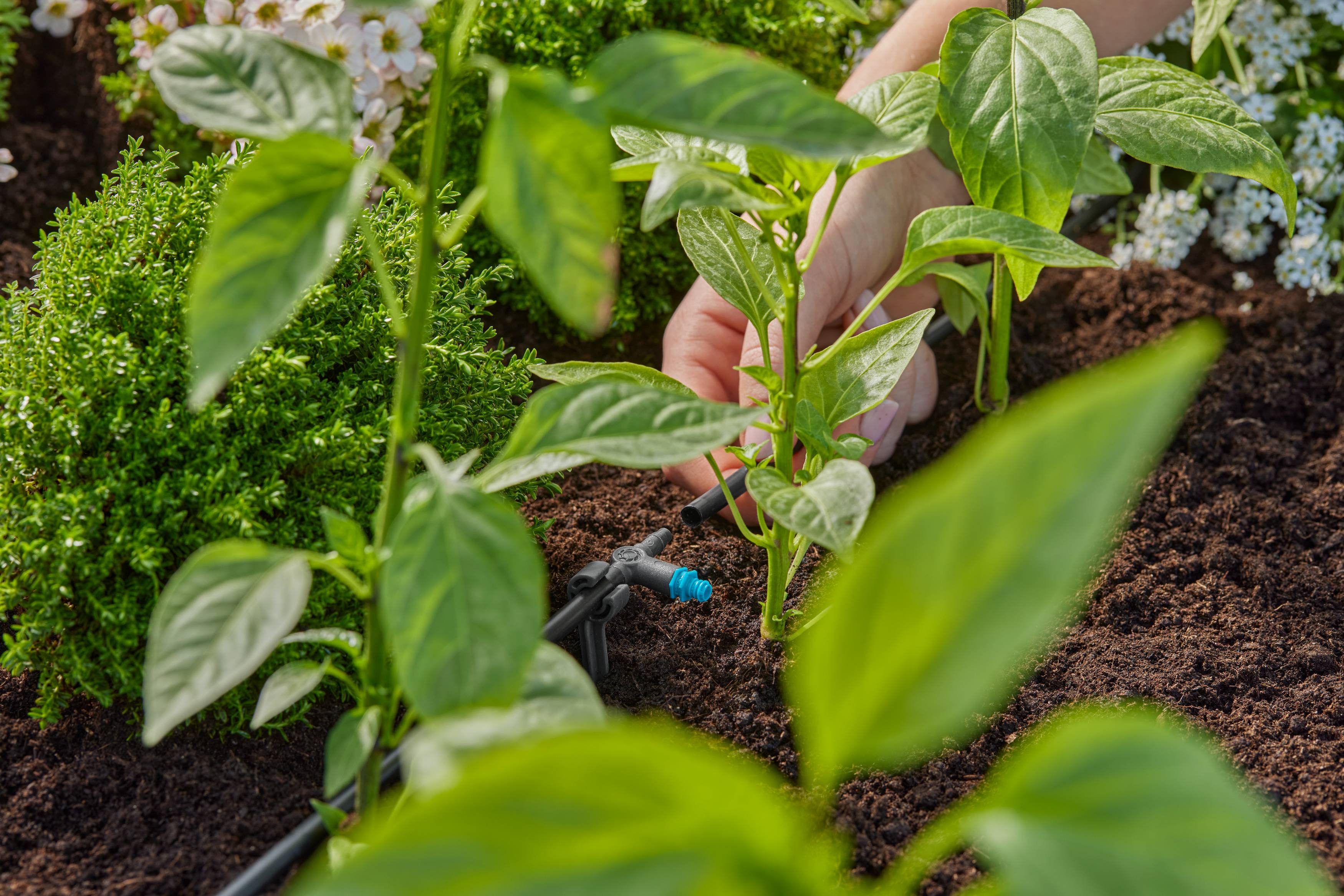 Gardena - Goutteur en ligne auto-régulant 2L/h Boîte de 10 pièces - Gardena - Image 2