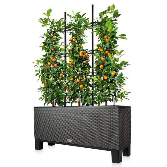 Lechuza - Treillis décoratif – LECHUZA - Image 7