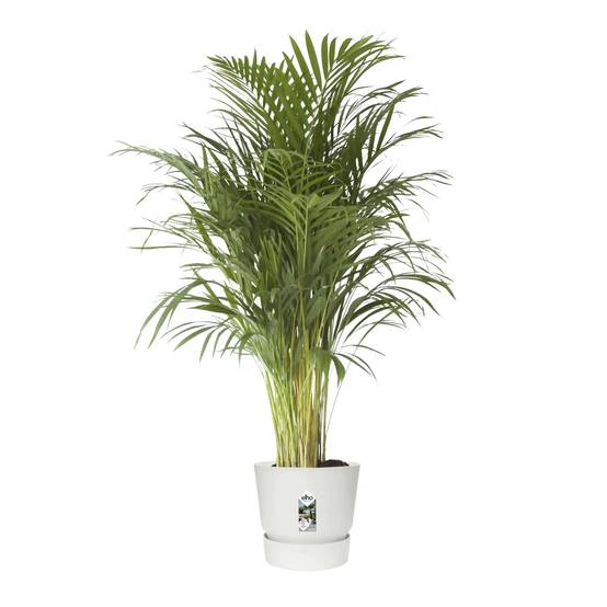 Pot Elho Greenville Ø47 H44 cm blanc - Image 12