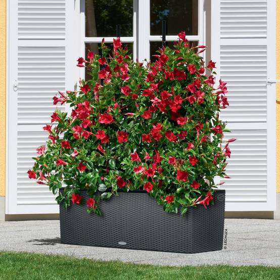 Pot Trio Cottage 40 - LECHUZA - Image 3