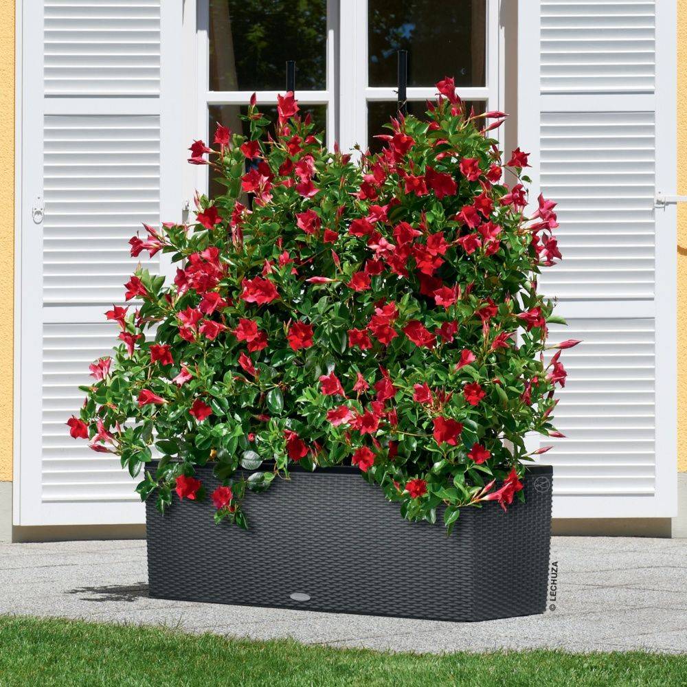 Pot Trio Cottage 40 - LECHUZA - Image 3