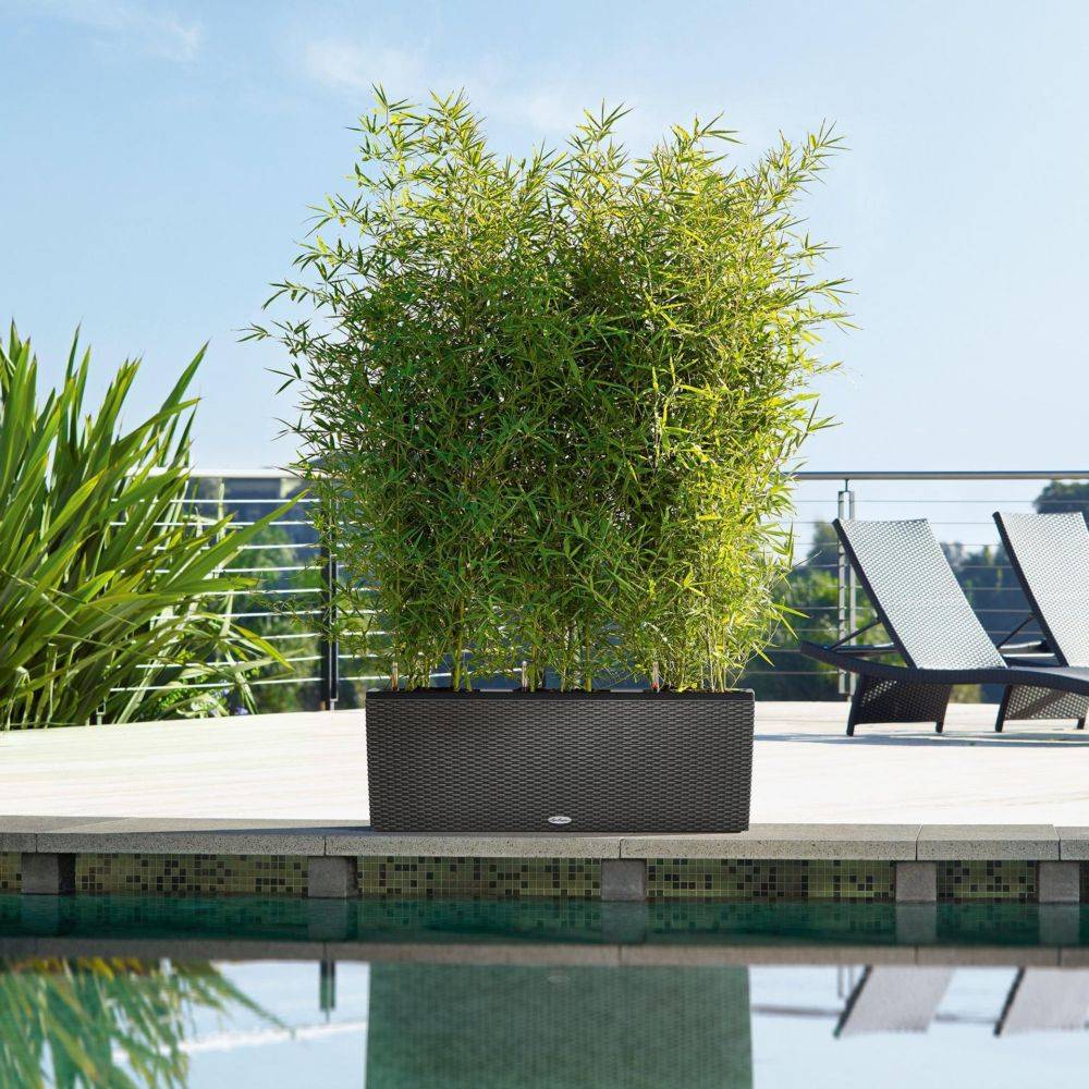 Pot Trio Cottage 40 - LECHUZA - Image 9