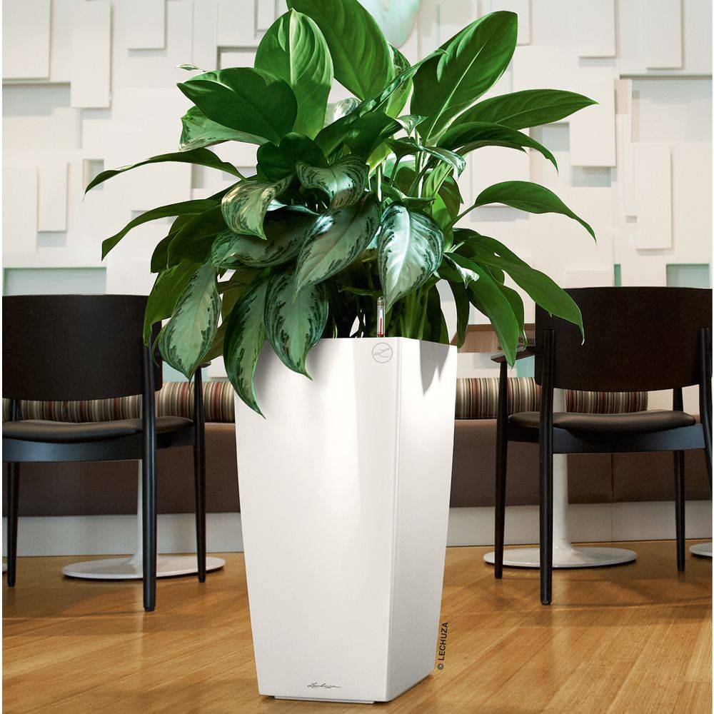 Jardinière Cubico Premium - LECHUZA - Image 3