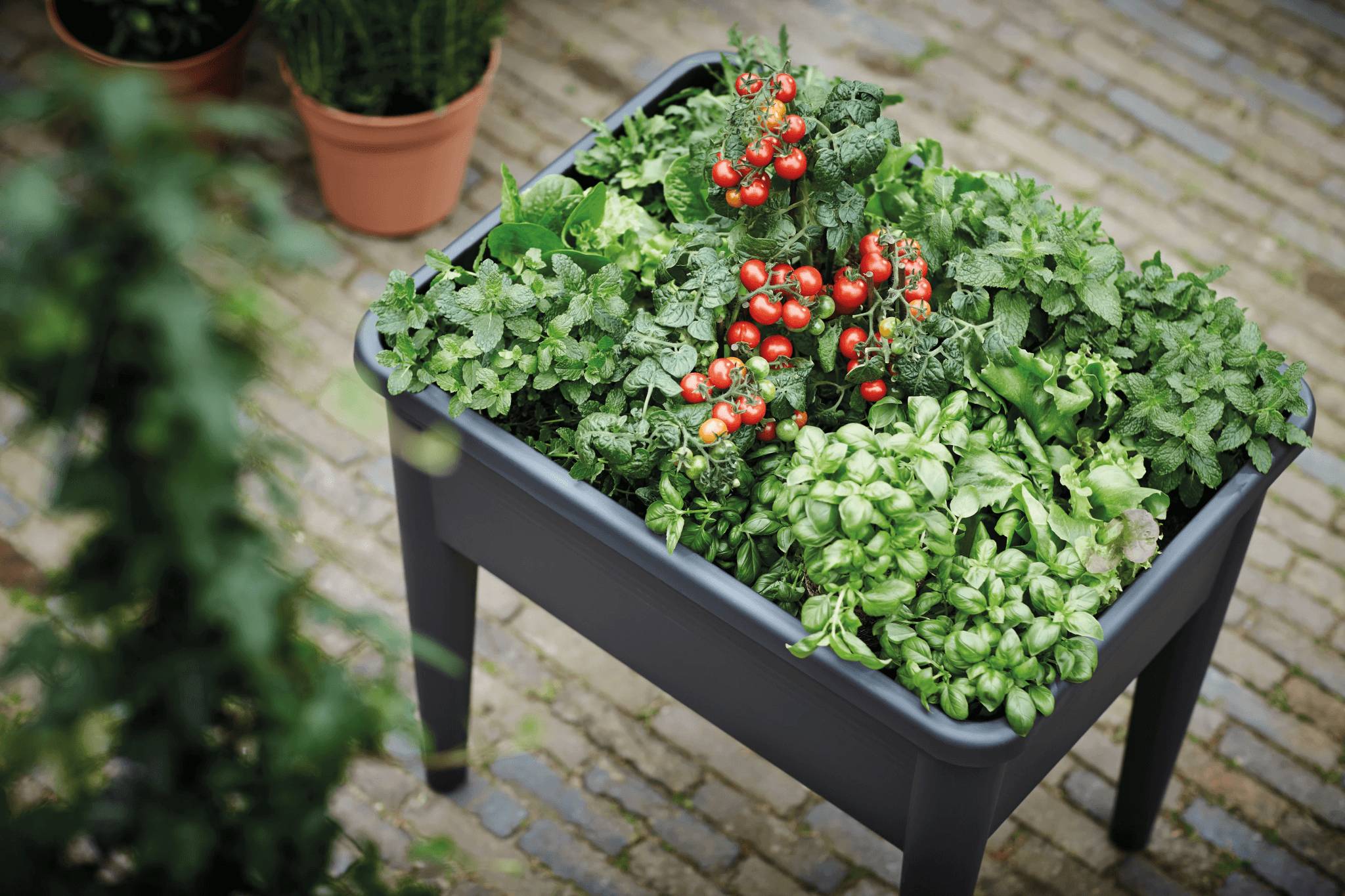 Cloche pour carré potager XXL Elho Green Basics - Image 16