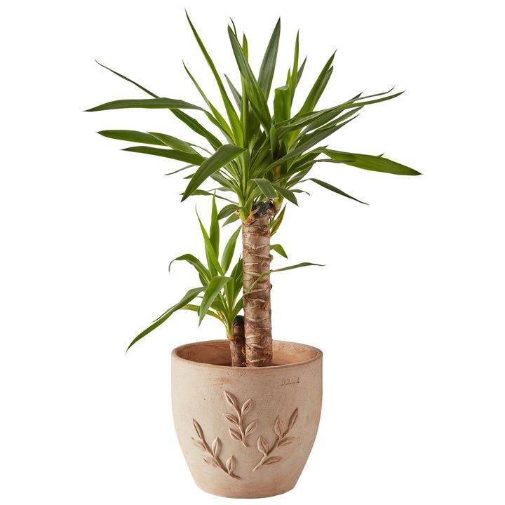 Ecloz - Pot en terre cuite Amano ⌀22cm ECLOZ - Image 3