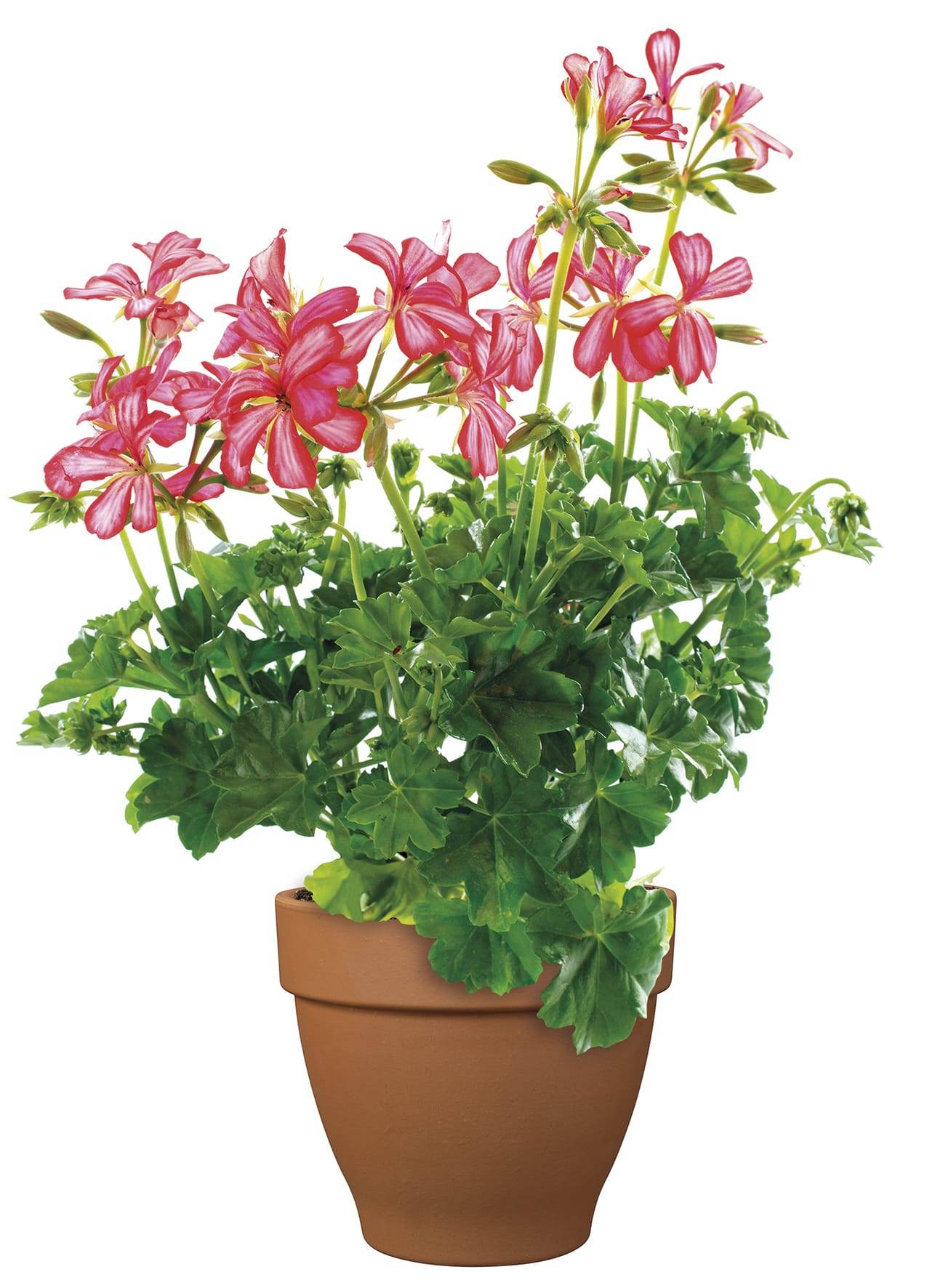 Ecloz - Pot en terre cuite Veneto Cotto ⌀.33 cm - ECLOZ - Image 6