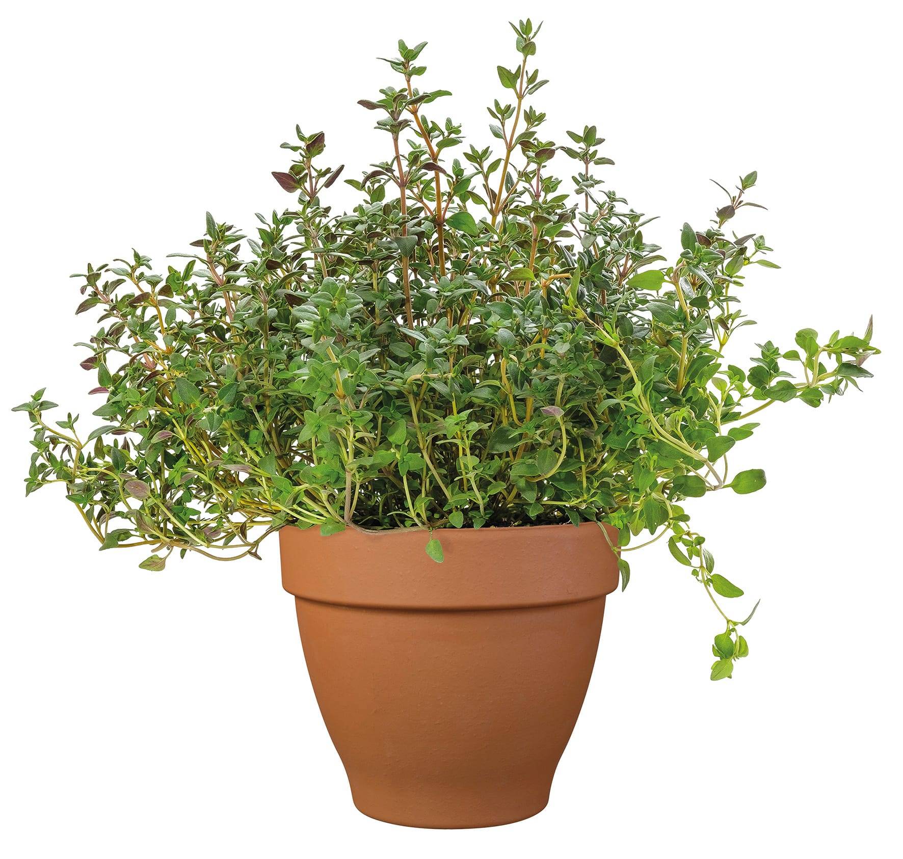 Ecloz - Pot en terre cuite Veneto Cotto ⌀.33 cm - ECLOZ - Image 5