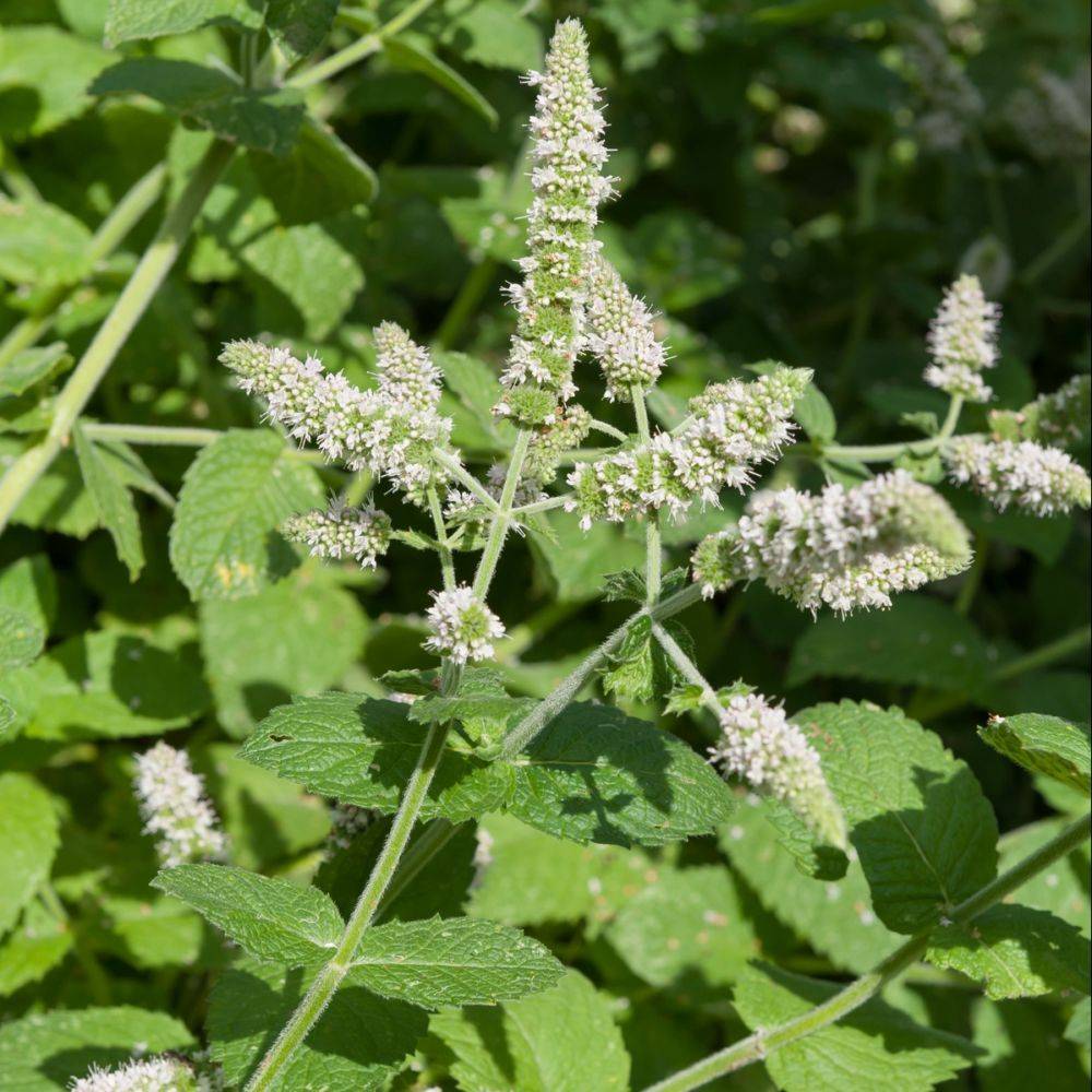 Menthe pomme