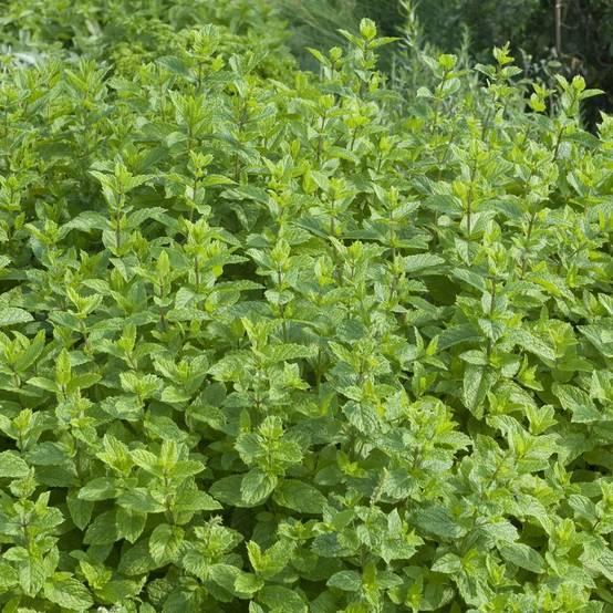 Menthe verte lot de 3