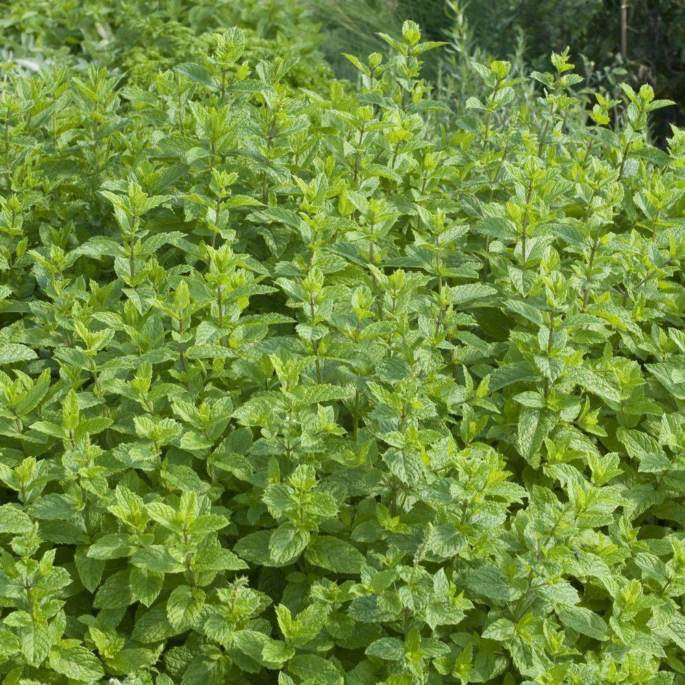 Menthe verte lot de 3